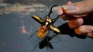 Flying Golden Stag Beetle in My Hand!!!