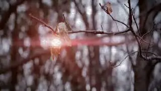 Burzum - Han Som Reiste