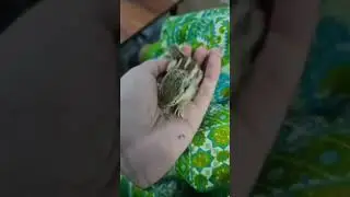 Cutest squirrel  caught on cam! 🐿️ #squirrel #naturelovers #animalvideos  #squirrelsofinstagram