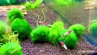 Mario Moss Ball in Shrimp Tank | Aquarium