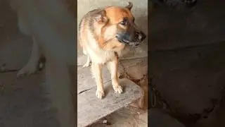 UnitedStates 🇺🇲 viral dog compilation #dog #shorts#usadogs#usa#usashorts #viralhog#pets#doglove