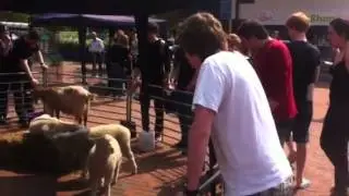 Hows the @yoursusu petting zoo Joe?