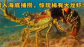 潜入海底捕捞，惊现稀有大龙虾！