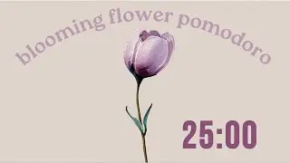 Blooming Flower Pomodoro Timer | 25 minutes of focus, 5 minute break | no music
