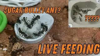 Live Ant Feeding. Bullet ants like sugar cubes?