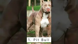 दुनिया के सबसे खतरनाक जान लेने वाले कुत्ते 😱😱 #facts #factsinhindi #dogfacts