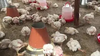 Comment &eacute;lever des poulets de chair &agrave; la maison?