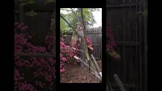 Beautiful Baby Rhesus Monkey #viralvideo #fyp #babymonkey #viral #animal #funny #pets #cute #fypシ