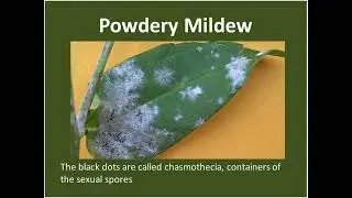 Mildew Madness Powdery Mildew vs  Your Crops