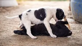 Cute Puppy Love 🐶❤️ | Adorable Dogs Playing Innocently | Viral Pet Video 2026