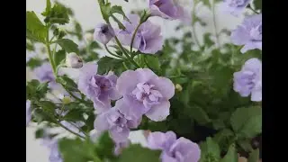 Бакопа сорт Double Lavender
