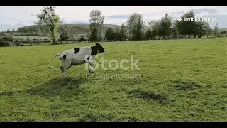 Animal Friends: The Cow and The Dog 🐮🐶 | Fun Kids Song & Dance
