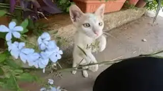 Three little kittens fall in love with me and come to me as soon as they see me.