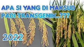 Apa si yang di maksud padi transgenik...??