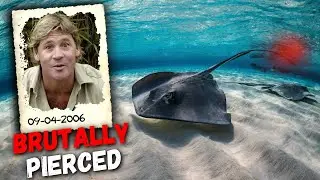The HORRIFYING Last Moments Of Steve Irwin