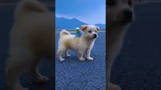 Cute Dog with Parrot 🐦🦜#parrot #dogvideo #trend #viralvideo #youtubevideo #reels #watsappstatus #yt
