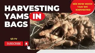 Harvesting Yams In Bags (NEW)