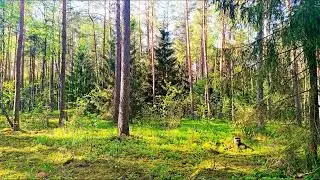 Звуки леса в формате 4K для успокоения 🌿 Умиротворяющее пение птиц и зелень для релаксации 🌿