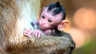 The Curious Case of Monkey Naps: Newborn Sleep Patterns in the Wild