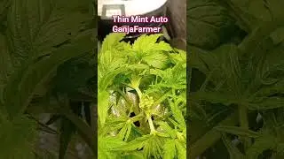 Thin Mint Auto GanjaFarmer  Fimming am Tag 22