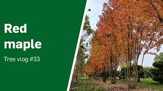 Red maple, a colorful avenue tree