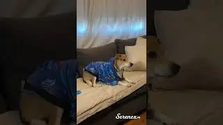 SERENEX Spray Caninos