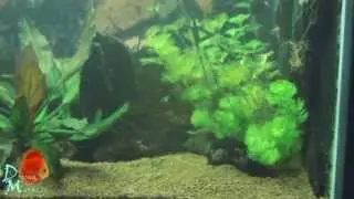 Live Planted Discus Aquariums by Discus Madness