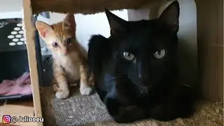 Mais um FINAL FELIZ para um resgatado 😄 | J&uacute;lio e Eu 😼🧔🏻