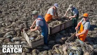 $2 Million Worth of Blue Crabs Caught in One Season &ndash; How Do They Do It | Fishing Documentary