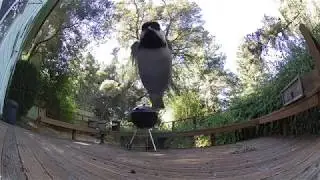 Logi Circle 2 video sample