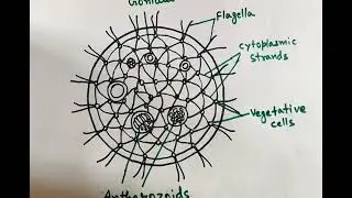 Volvox Diagram/ How to draw Volvox Diagram easily / Volvox Coenobium