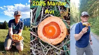 BOLET-KANLICA-SARIKIZ -YABAN MERSİNİ-FRAMBUAZ NASIL BULUNUR