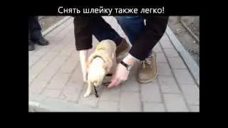 Ролик G Pet
