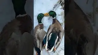 Ice everywhere&hellip; and we&rsquo;re still duck hunting 🦆❄️