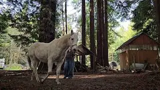 LDR Winter Challenge 1/26/26  tree as barrier w/ stick and string