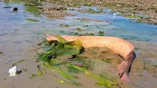 wow top fishing, best hand fishing - a fisherman skill catching a lot of fish at field by hand skill