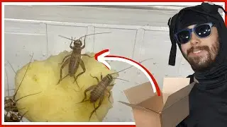 Received a huge package of insects for my breeding projects (GF 6 vlog)
