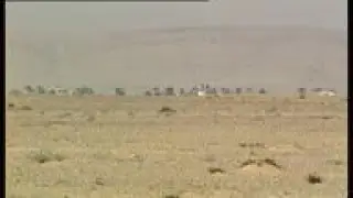 Egypt - Great Sinai Camel Race