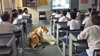 When Wild Animals INVADE Urban Cities