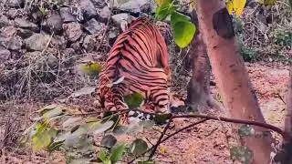 When the Jungle Falls in Love Jungle Romance &bull; Love in the Wild #TigerRomance#LoveInTheWild#WildLove
