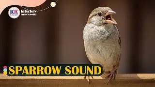 Sparrow sound, The sound of sparrows, sparrow sound loud, sparrow call