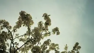 Men I Trust - i hope to be around (Deielsio Edit)