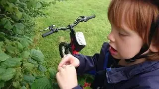 Foraging in Scotland Wild Hazel Nuts