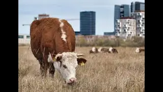 Management of Bulls at Dairy & Beef Farms | Best Practices for Health & Safety
