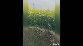 Field Image of Mustard field #farming#oilseeds#shorts
