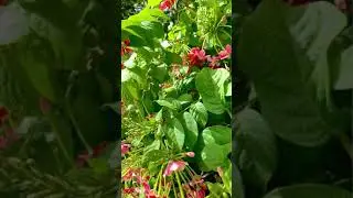 Nature In Everything 🥰🥰|Faadiworld|Rahim Yaar Khan|#shorts