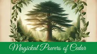 🌿 Cedar: Flame Of Purification And Guardian Of Dreams | Magickal Powers of Cedar | Green Witchcraft