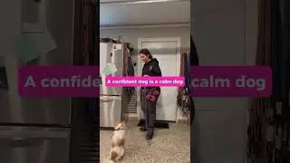 Stop the Door Chaos! This is How You Create Calm #SettingBoundaries #DogLeadership #TrustBuilding