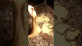 The process from domestic eel farming to processing. Japan's organic eel farm.
