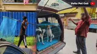 street dog sterilization || Tritment by PAWS Barasat || sterilization || dog's lovers ||